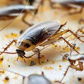 Seasonal Home Care Tips to Help Prevent Pests