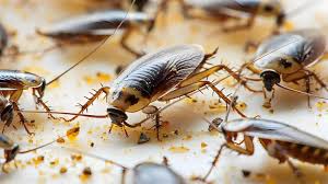 Seasonal Home Care Tips to Help Prevent Pests