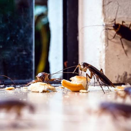 Protecting Your Farmhouse Kitchen and Bathrooms from Seasonal Pest Invasions: A Climate-Based Prevention Guide