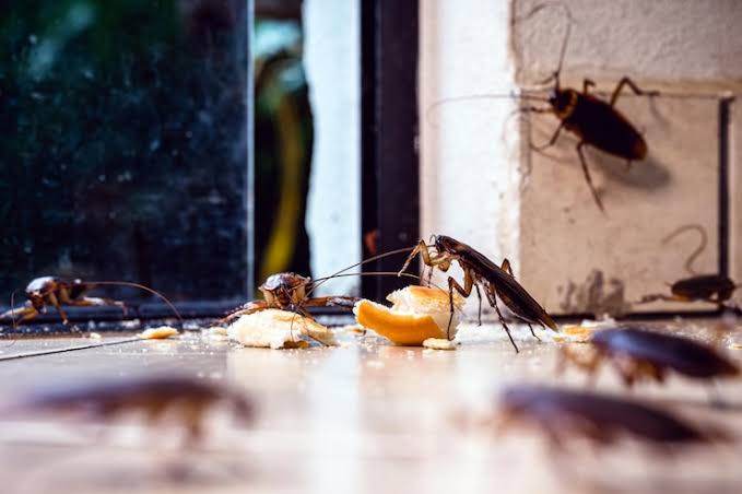 Protecting Your Farmhouse Kitchen and Bathrooms from Seasonal Pest Invasions: A Climate-Based Prevention Guide