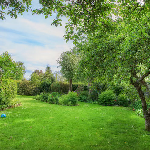 Before You Redesign the Yard: How Tree Care Shapes a Better Outdoor Living Space