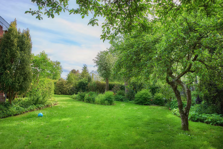 Before You Redesign the Yard: How Tree Care Shapes a Better Outdoor Living Space