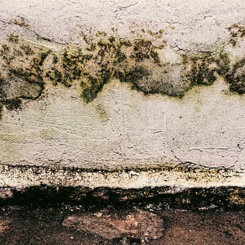 What to Expect During a Professional Mold Remediation Service