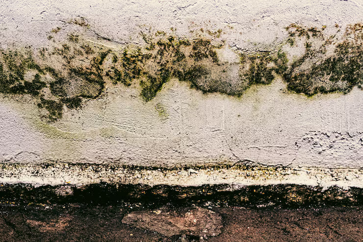What to Expect During a Professional Mold Remediation Service