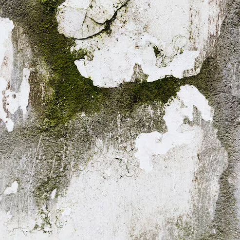 Creating a Safer Home: Tackling Mold Issues and Electrical Risks the Right Way