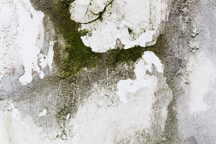 Creating a Safer Home: Tackling Mold Issues and Electrical Risks the Right Way