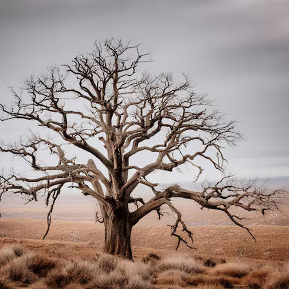Why Removing a Dead or Dangerous Tree Should Be on Your Home To-Do List