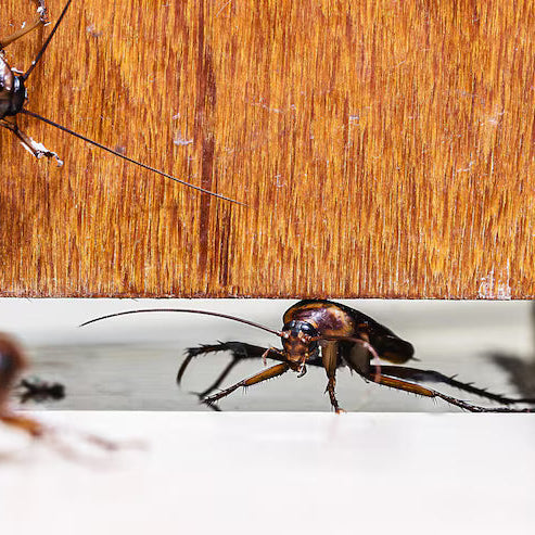 Tips For Keeping Pests At Bay In 2026