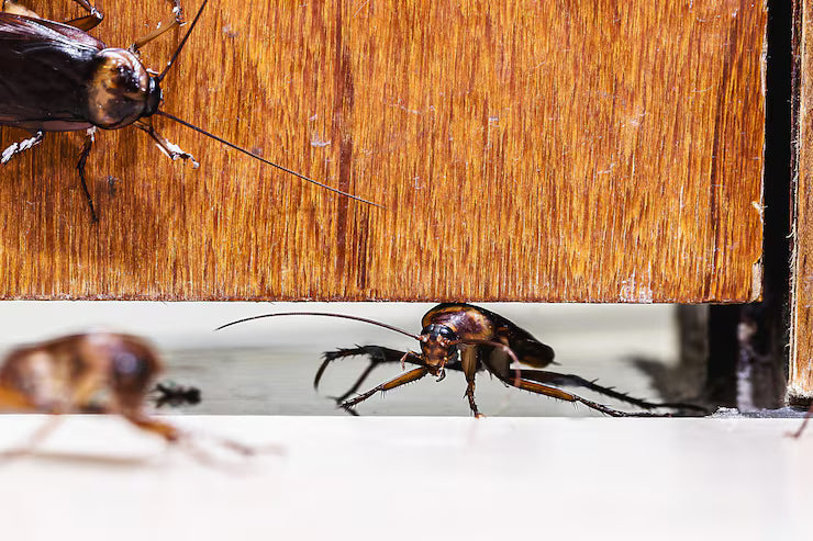 Tips For Keeping Pests At Bay In 2026