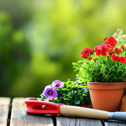 Upgrading your Small Garden on a Budget