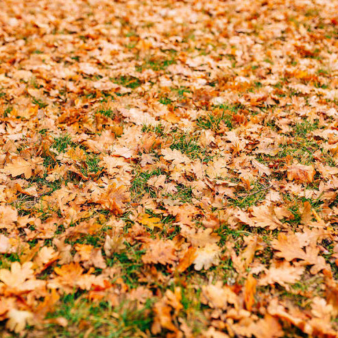 9 Reasons You Should Remove Fallen Leaves From Your Lawn Without Delay