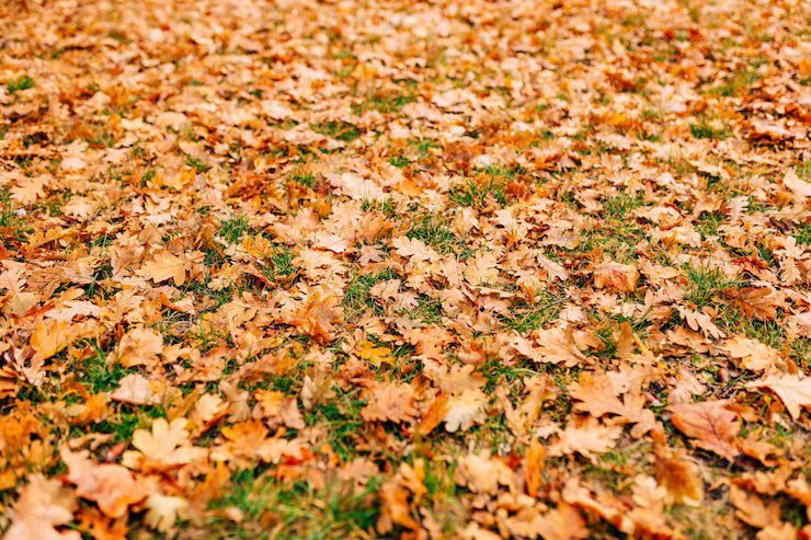9 Reasons You Should Remove Fallen Leaves From Your Lawn Without Delay