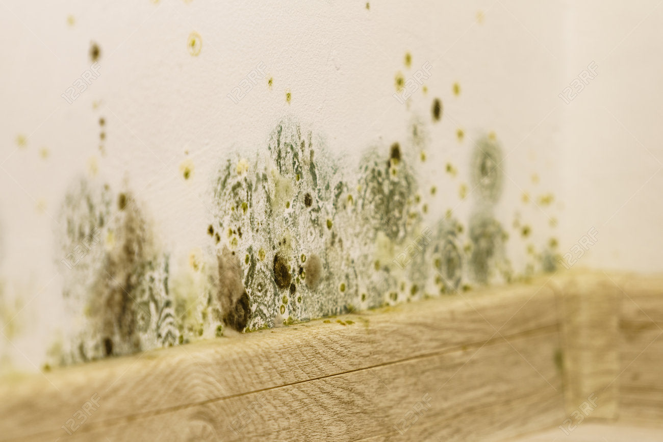 Moisture, Mold, and Home Comfort: What Homeowners Should Know Before Issues Begin