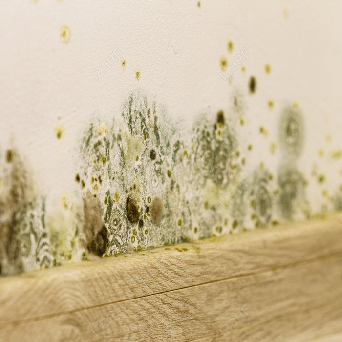 Moisture, Mold, and Home Comfort: What Homeowners Should Know Before Issues Begin