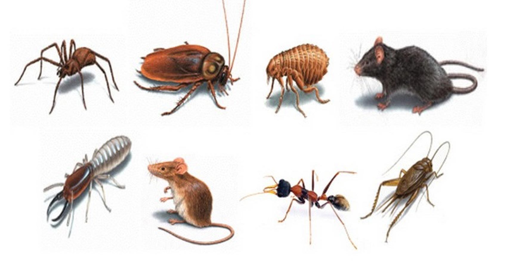 What Homeowners Miss That Attracts Pests in Kitchens, Bathrooms, and Basements
