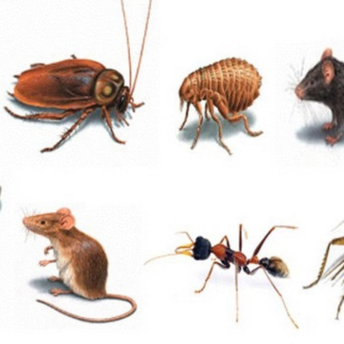 What Homeowners Miss That Attracts Pests in Kitchens, Bathrooms, and Basements