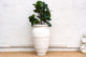 Tall Mediterranean Style White Terracotta Planter